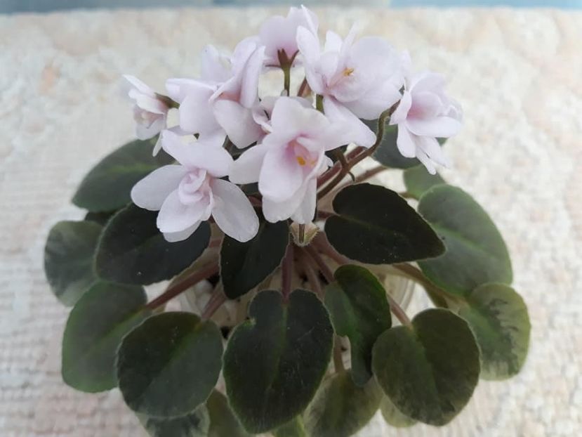 12 oct - MK Stayka Motiljkov