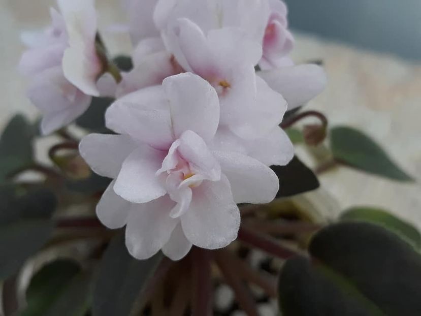 12 oct - MK Stayka Motiljkov