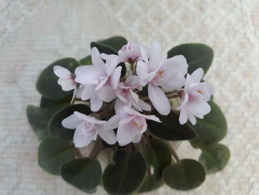 12 oct - MK Stayka Motiljkov