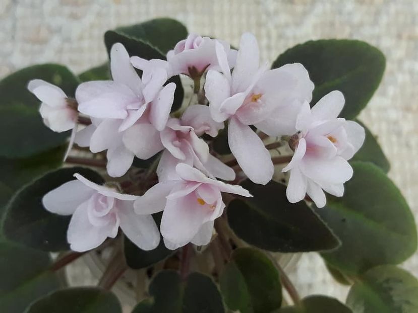 12 oct - MK Stayka Motiljkov