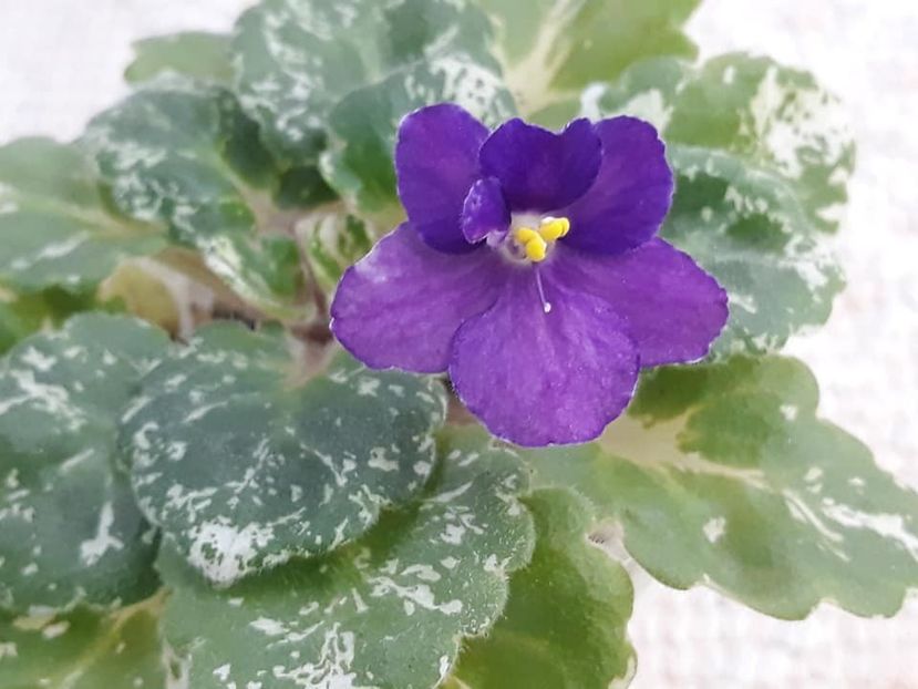 12 oct - Rob s Jee Jim