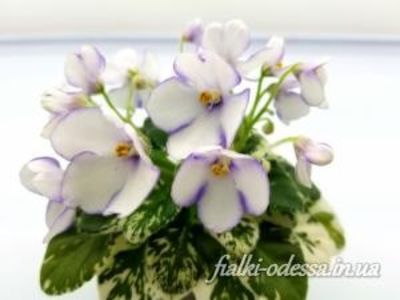 N Gorniy Vosduh - N Gorniy Vosduh