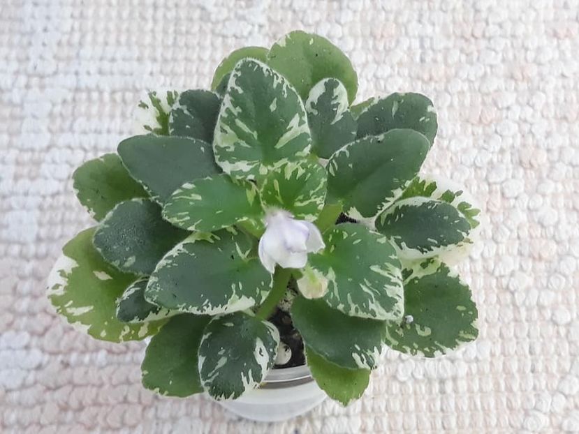 12 oct - N Gorniy Vosduh