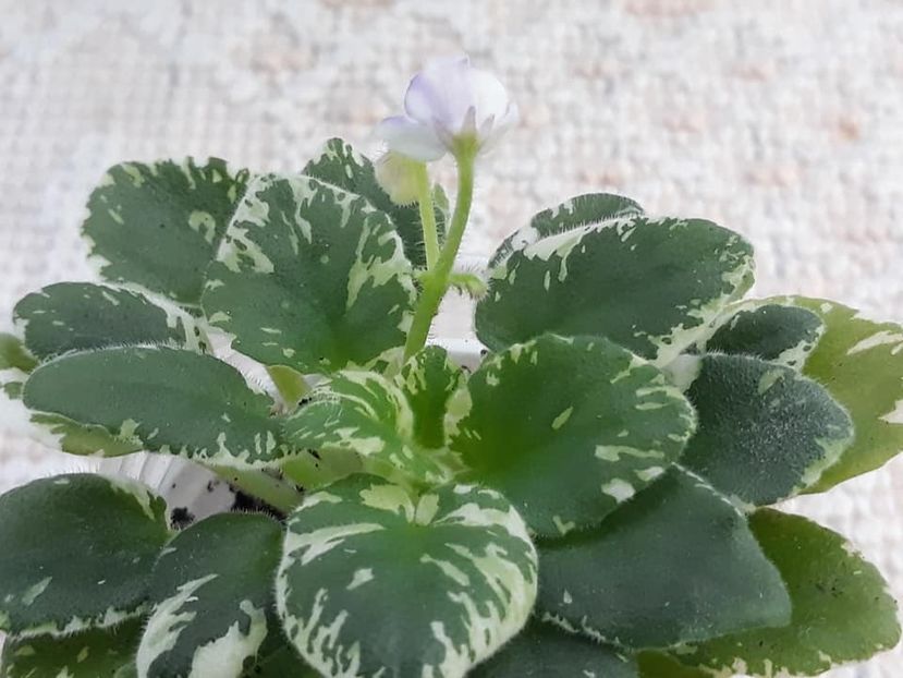 12 oct - N Gorniy Vosduh