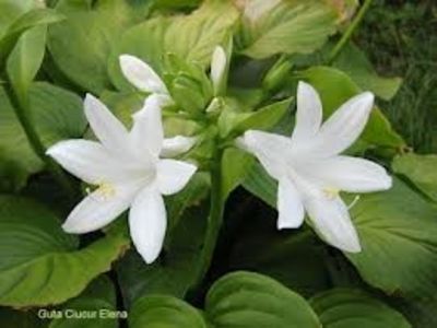 crin de toamna(hosta)10lei - aaPlante ornamentale disponibile