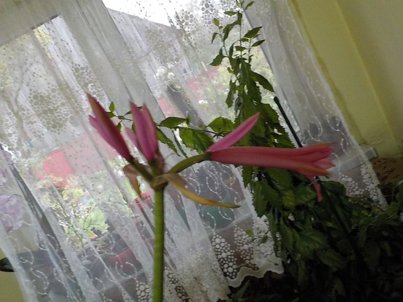  - crinul belladona 2021