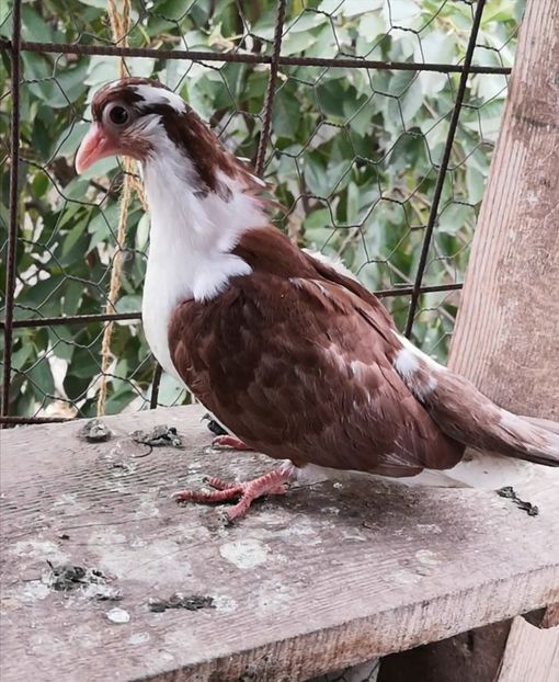 Screenshot_20211013_103005 - Pui 2019 2020 2021