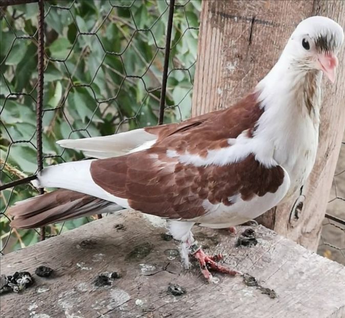 Screenshot_20211013_103300 - Pui 2019 2020 2021