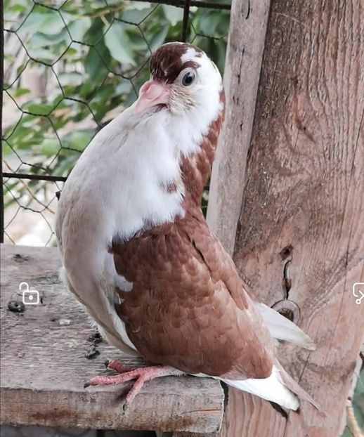 Screenshot_20211013_103245 - Pui 2019 2020 2021