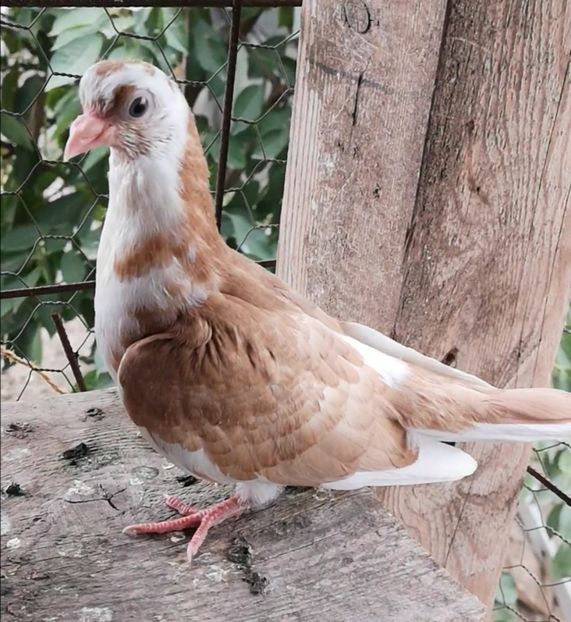 Screenshot_20211013_103225 - Pui 2019 2020 2021