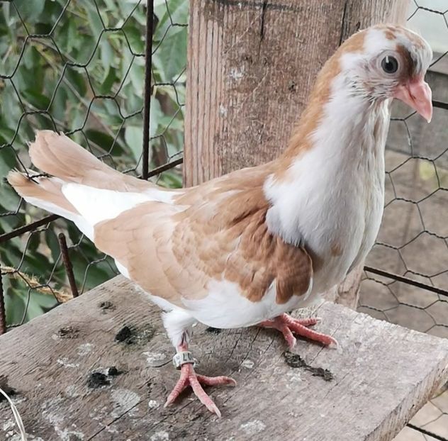 Screenshot_20211013_103213 - Pui 2019 2020 2021