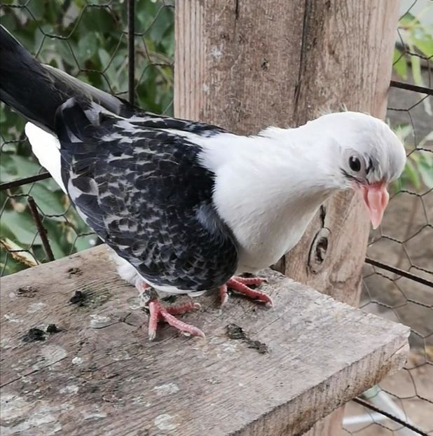 Screenshot_20211013_103201 - Pui 2019 2020 2021