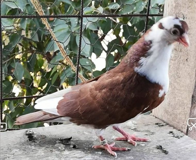 Screenshot_20211013_103627 - Pui 2019 2020 2021