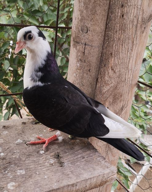  - Pui 2019 2020 2021