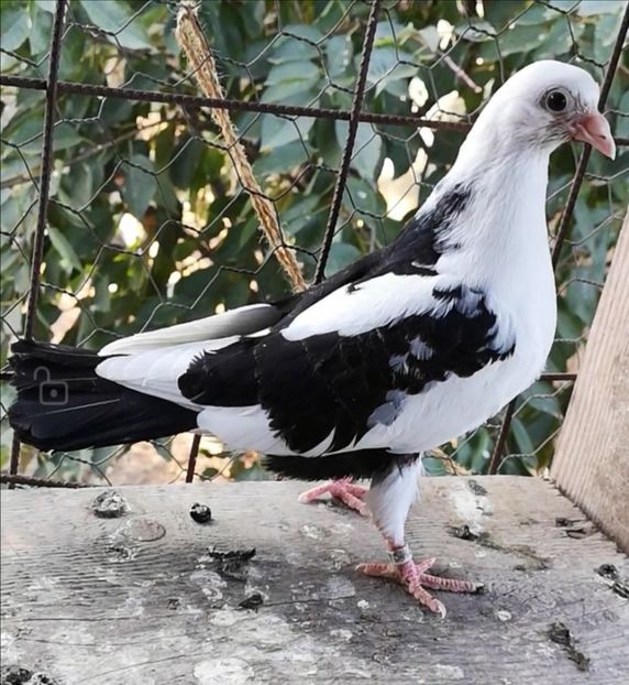 Screenshot_20211013_103506 - Pui 2019 2020 2021