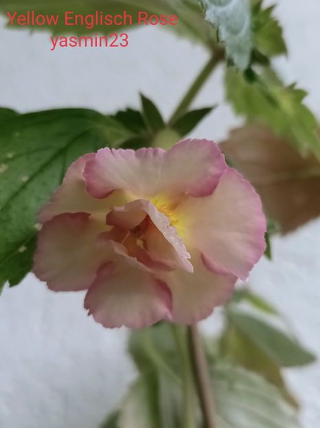 12.10.2021 - Yellow Englisch Rose