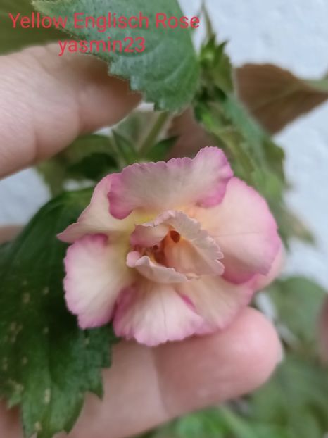 12.10.2021 - Yellow Englisch Rose