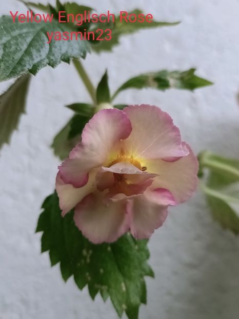 12.10.2021 - Yellow Englisch Rose