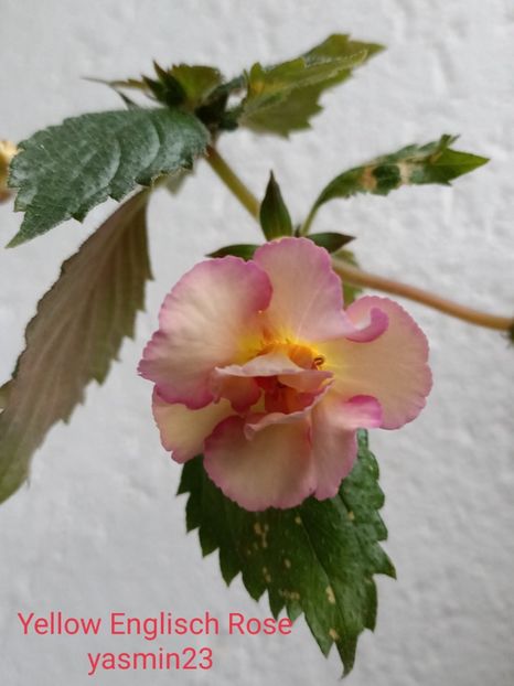  - Yellow Englisch Rose