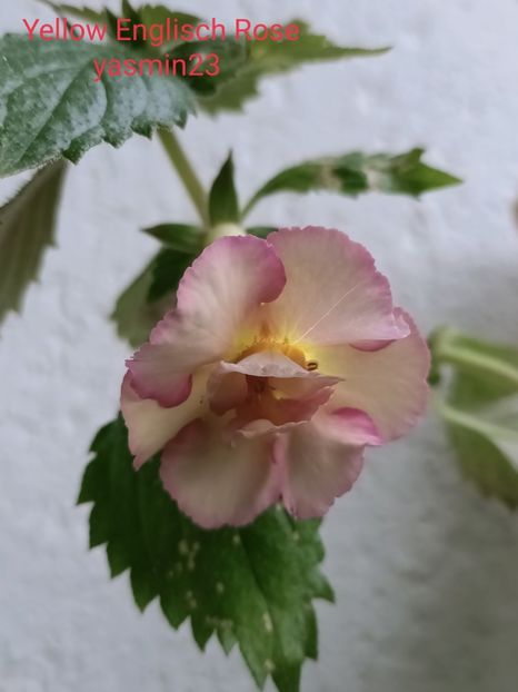  - Yellow Englisch Rose