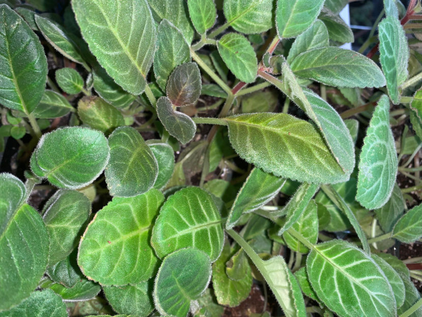Gloxiniile din Sera #1  :) - Gloxinia 2021
