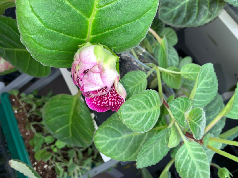  - Gloxinia 2021