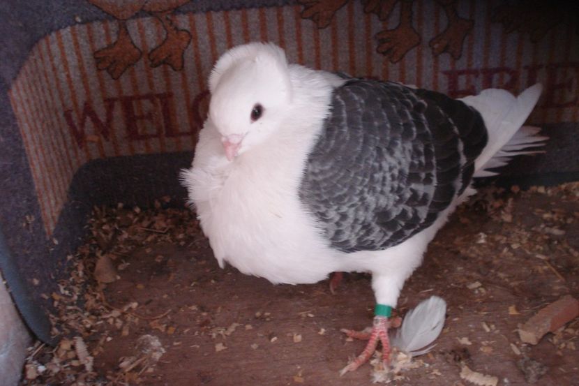 119-19 m eug bm - plecati