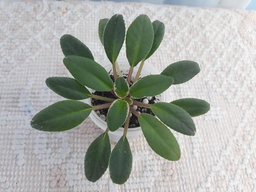 12 oct - ZZ Mac s Cameo Camelot sport