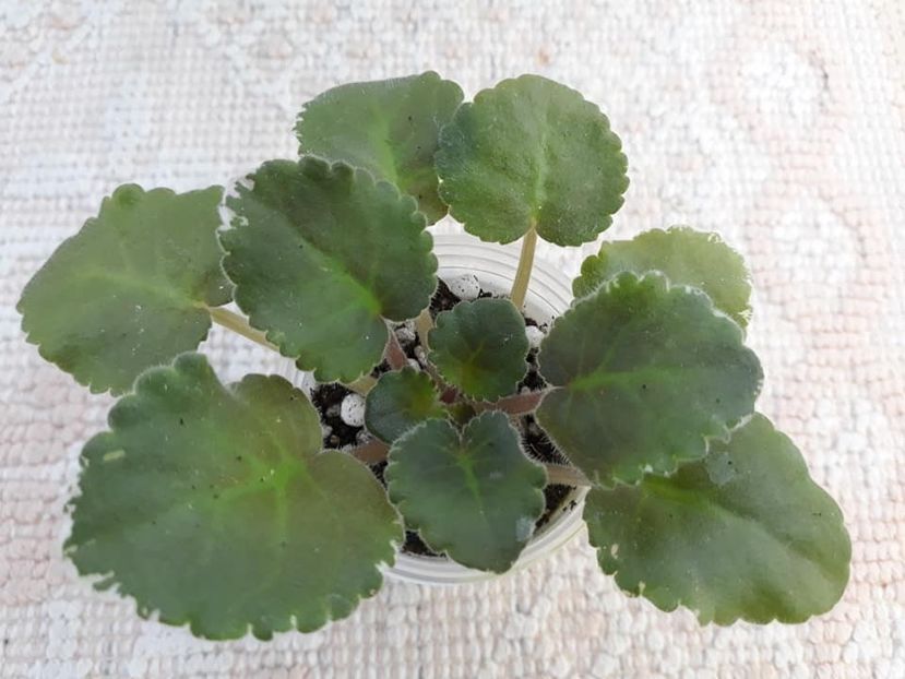 12 oct - ZZ AV Svirepyj Bambr