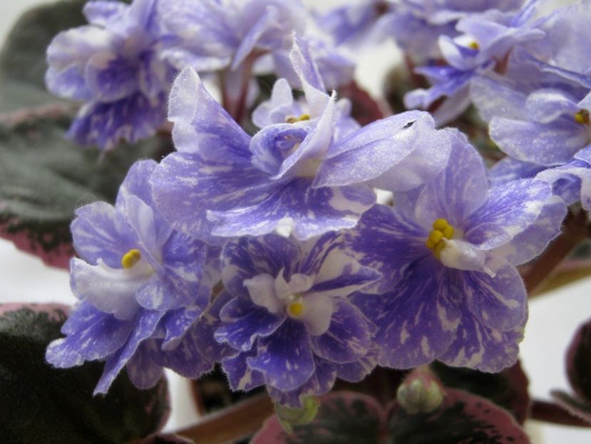 N  Curacao - N Curacao