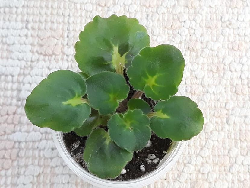 12 oct - BO Ptitsa Radostj