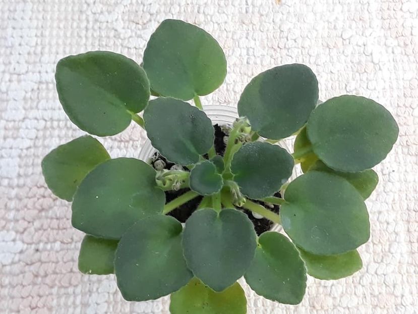 12 oct - N Selioniy Tchay