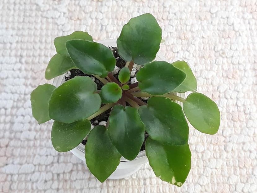 12 oct - Morgan s Roji