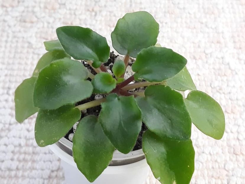 12 oct - Morgan s Roji