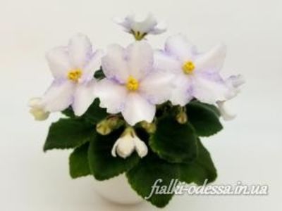 N Severina - N Severina