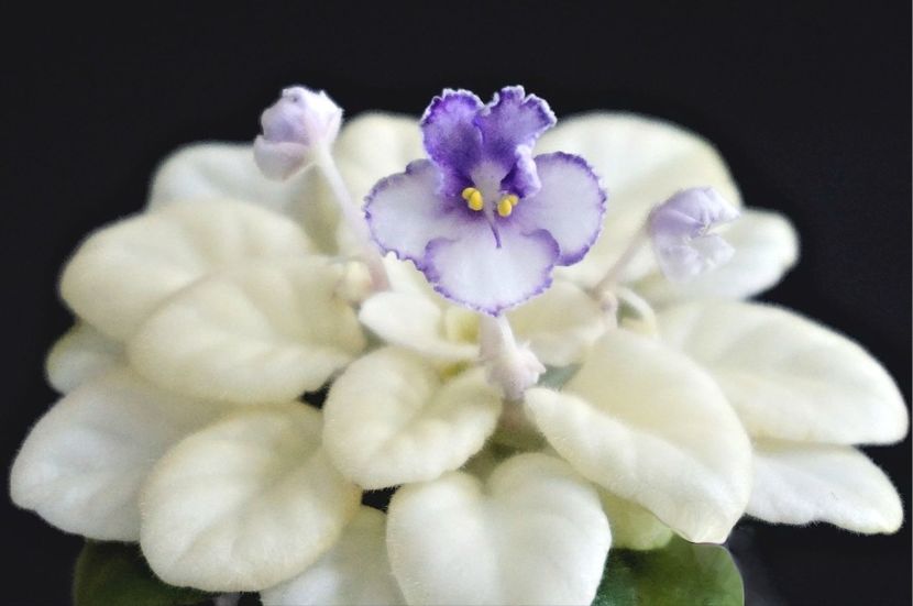 LE-Sinie Ljdinky - LE Sinie Ljdinky