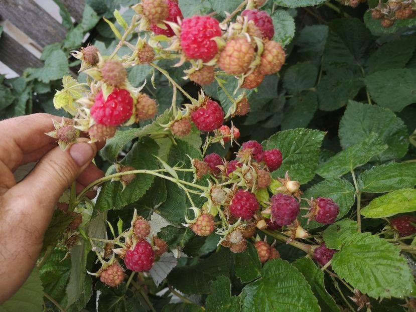  - Arbori fructiferi 2021
