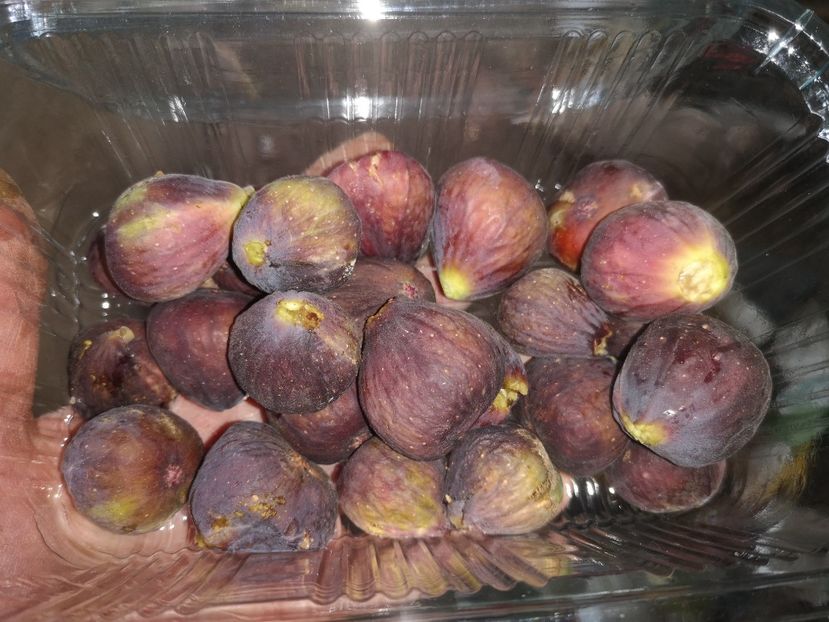  - Arbori fructiferi 2021