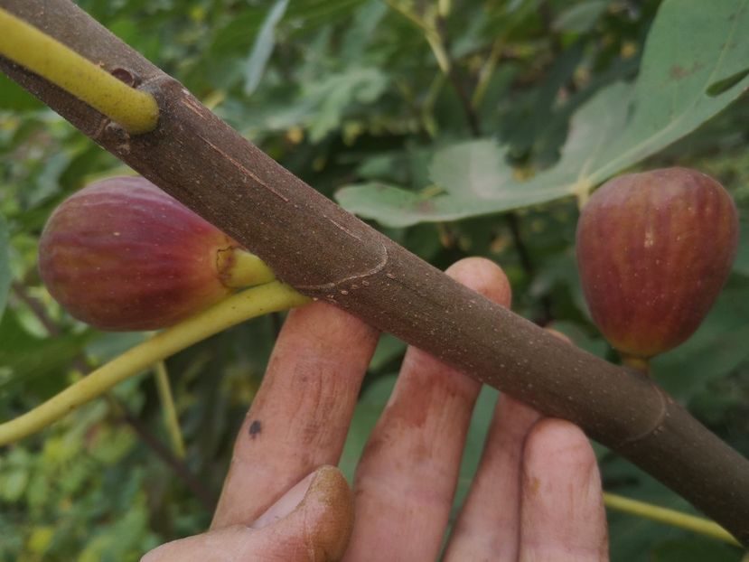  - Arbori fructiferi 2021