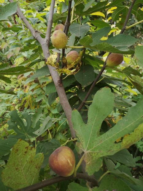  - Arbori fructiferi 2021