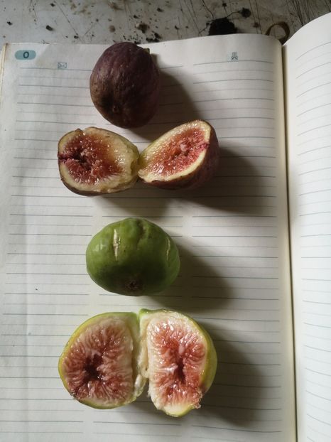  - Arbori fructiferi 2021