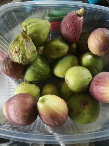  - Arbori fructiferi 2021