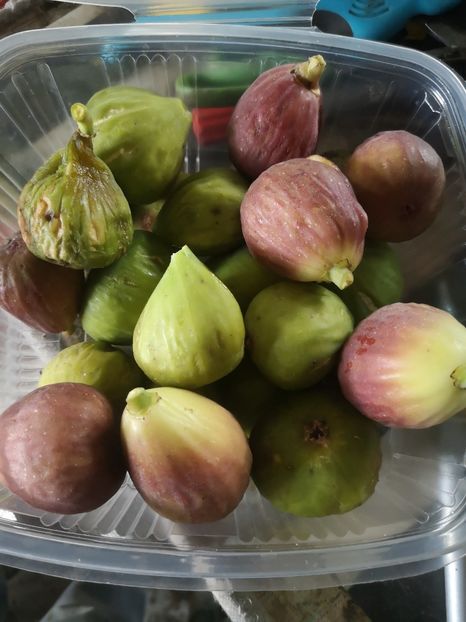 - Arbori fructiferi 2021