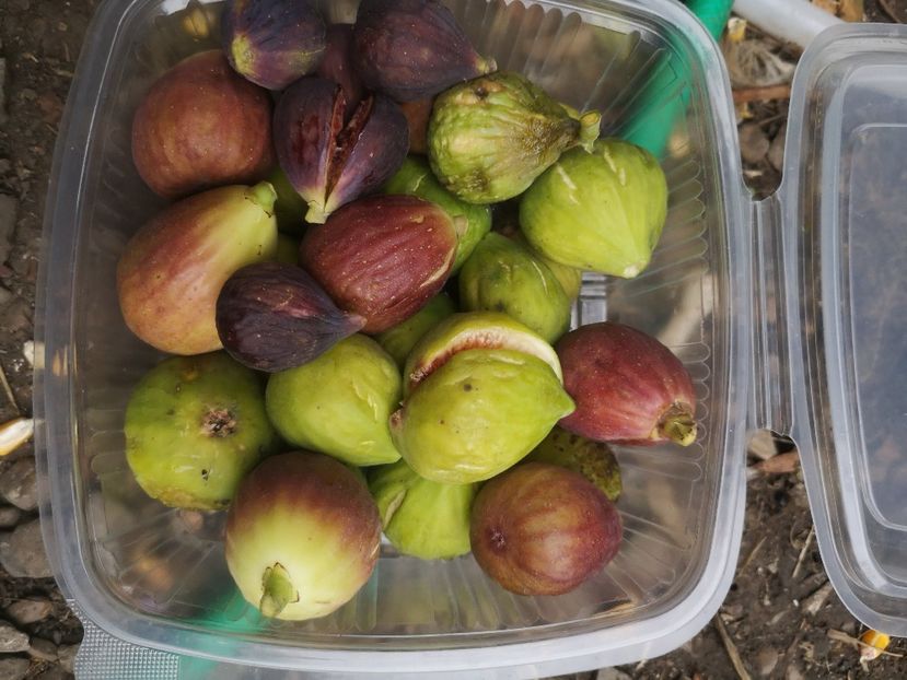  - Arbori fructiferi 2021