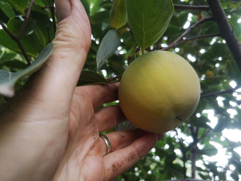  - Arbori fructiferi 2021