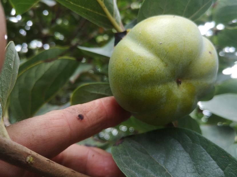  - Arbori fructiferi 2021