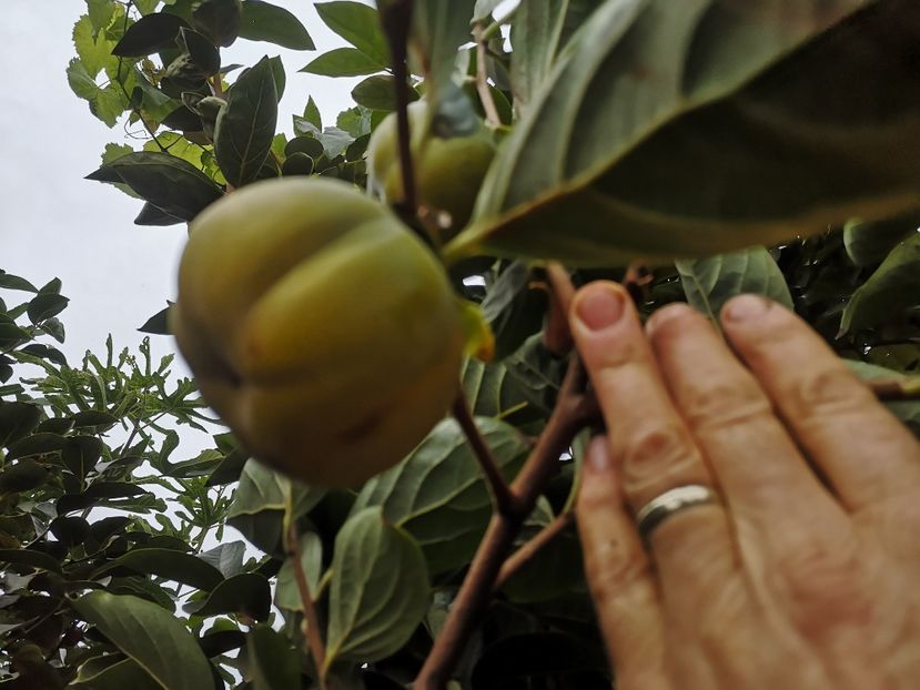  - Arbori fructiferi 2021