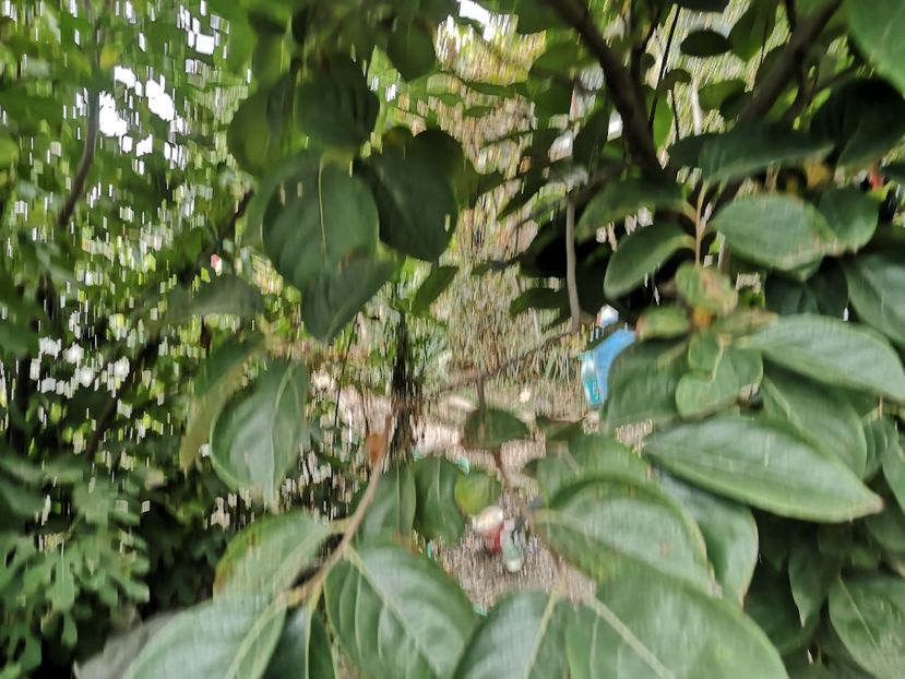  - Arbori fructiferi 2021