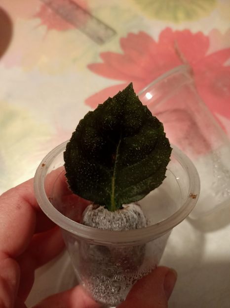 Pt Natalia - Din frunze