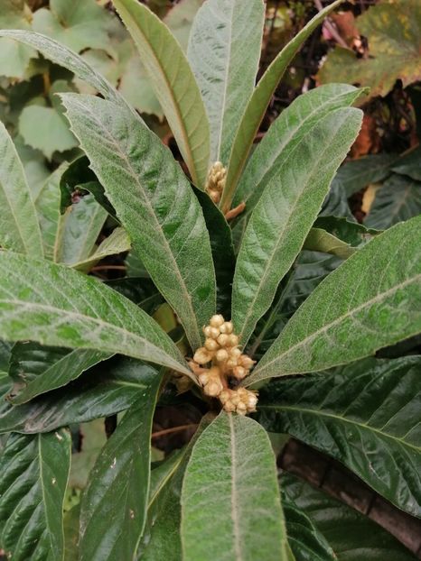  - Loquat-Eriobotrya japonica